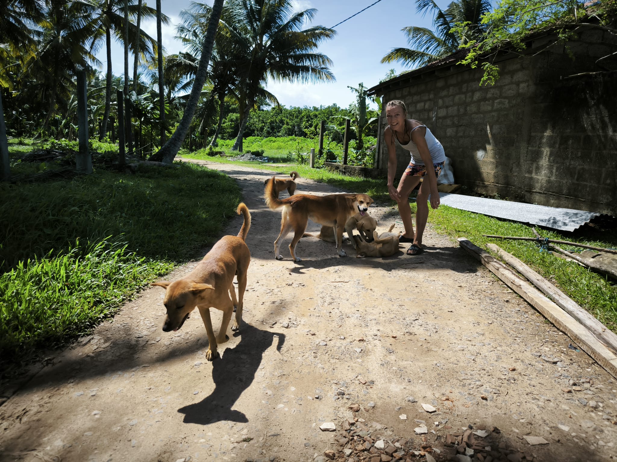 Dog on the road with a lady