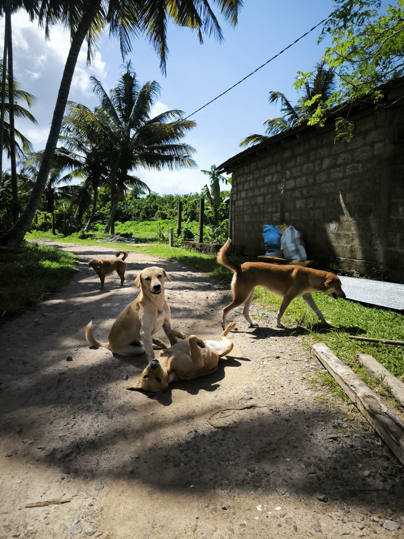 Dog playing on the road