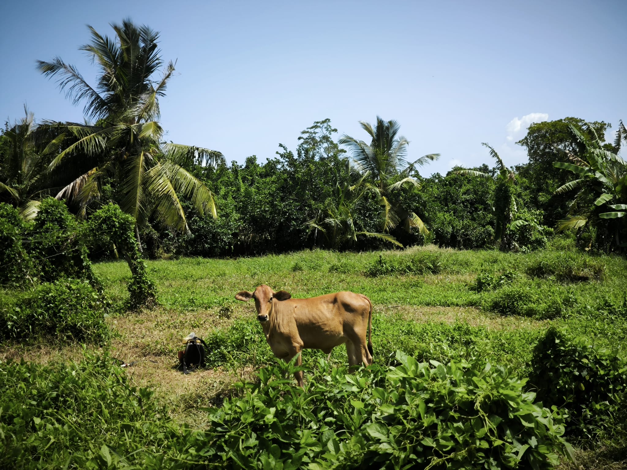 cow in our place