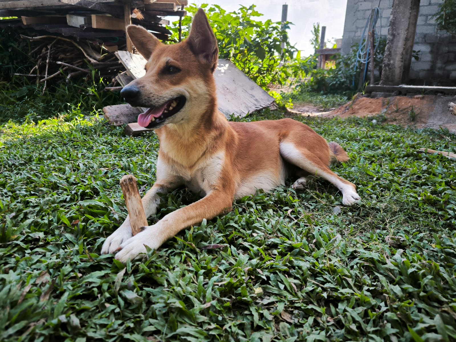 Dogs sleeping in the shade
